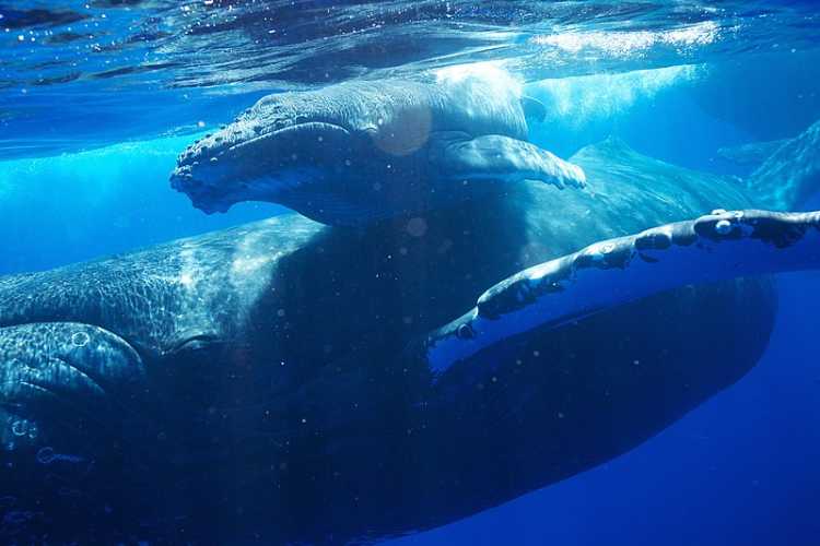 humpback whale and calf 