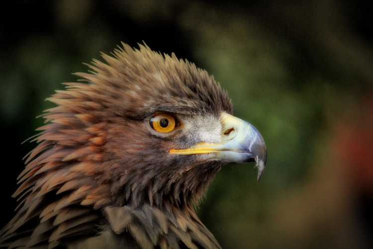 4. Golden Eagle