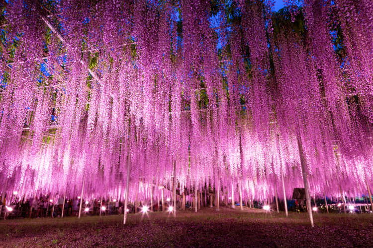 149-year-old Wisteria Ashikaga Flower Park