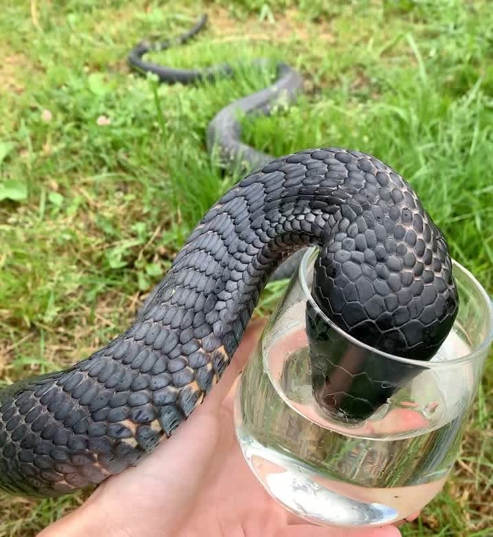 black cobra drinking water