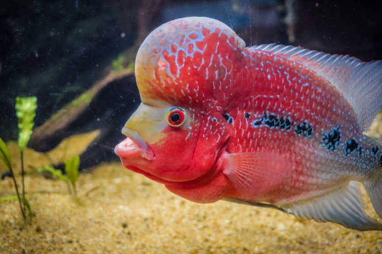 Tumor Fish Flowerhorn Chichlid 