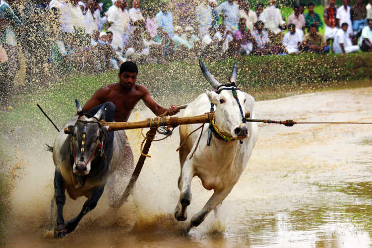 Kerala Bull Surfing
