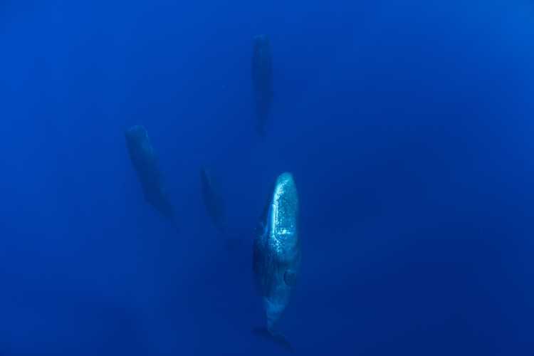 Sperm Whales Sleeping Vertically in ocean