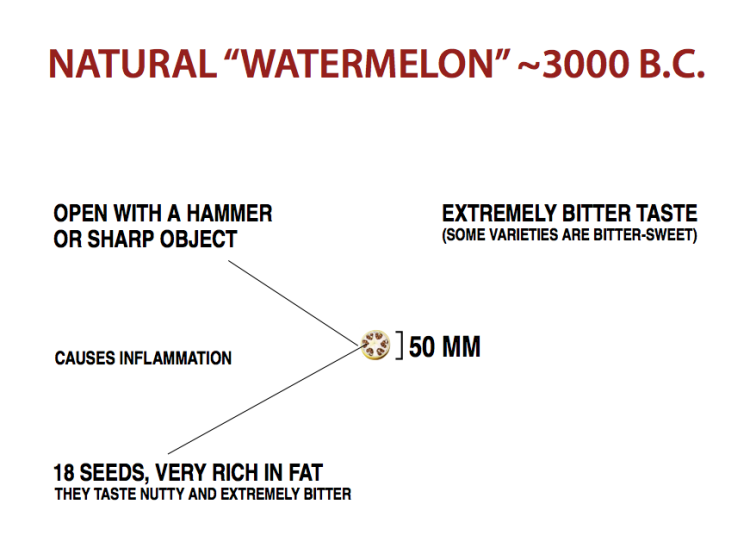 Foods That Originally Looked Totally Different Watermelon 3000 BC original