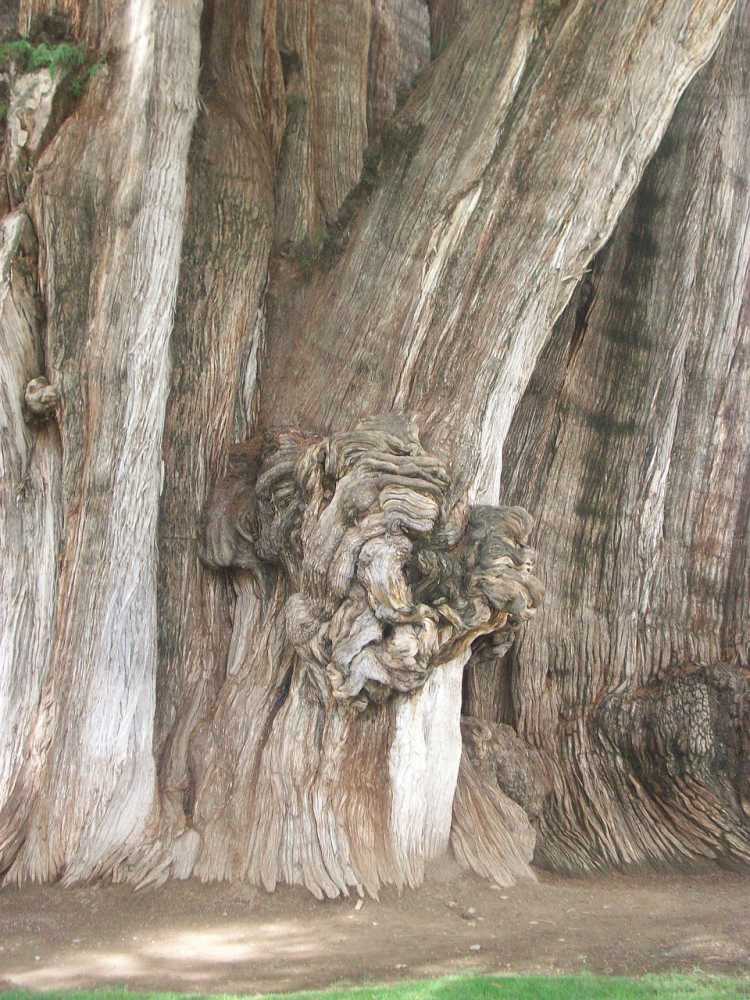Arbol del Tule tree of tule trunk shapes