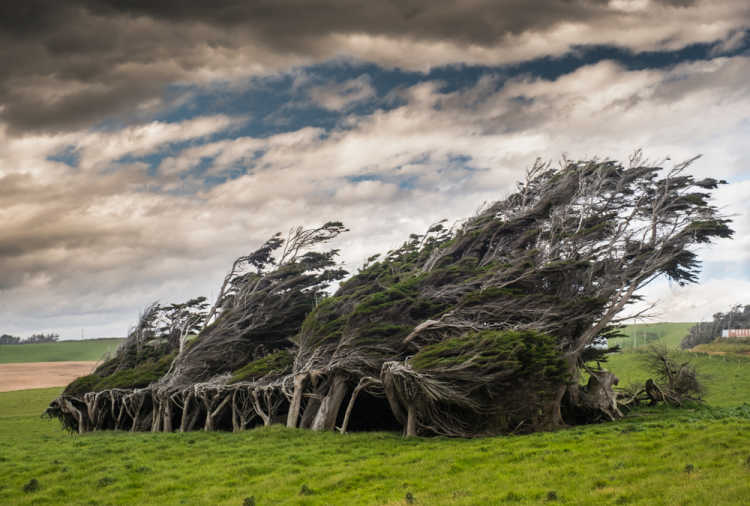 New Zealand southest point - the bending trees of Slope point from wind