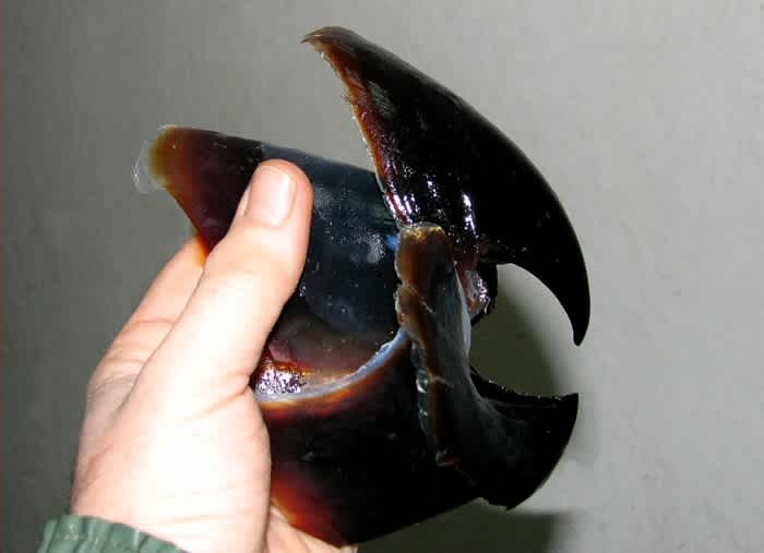 The beak of a colossal squid