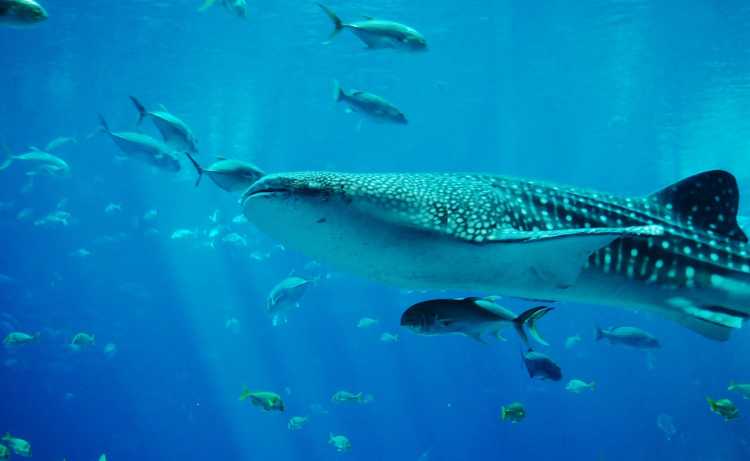 Largest Sea Creatures that EVER Existed Whale Shark