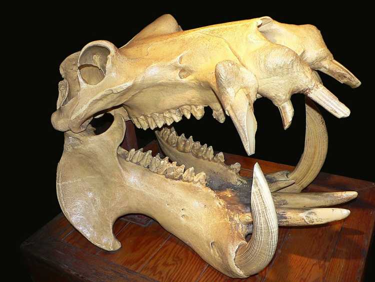 hippo skull