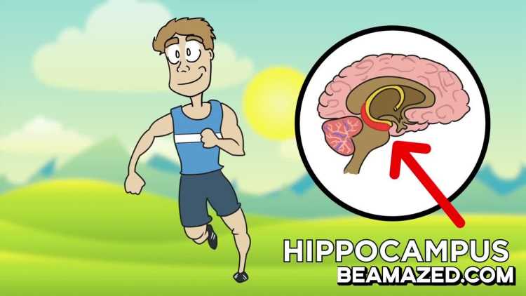 exercise increases brain hippocampus size