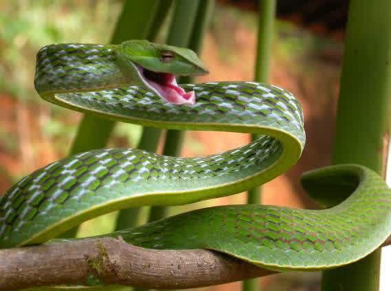 Sri Lankan Vine snake attacking