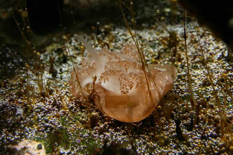 Cassiopea xamachana upside-down jellyfish