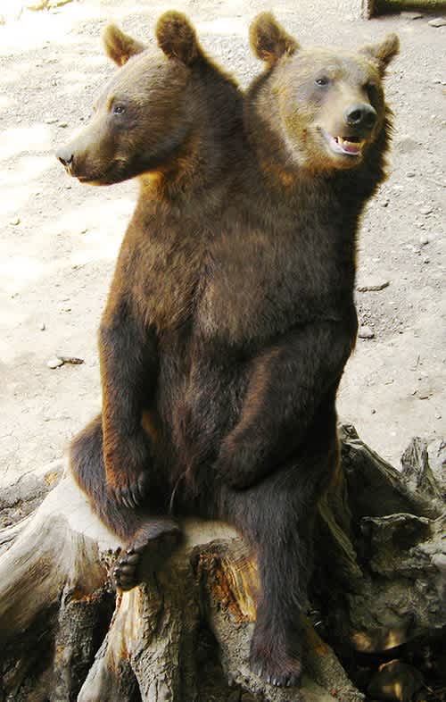Two-Headed bear photoshop