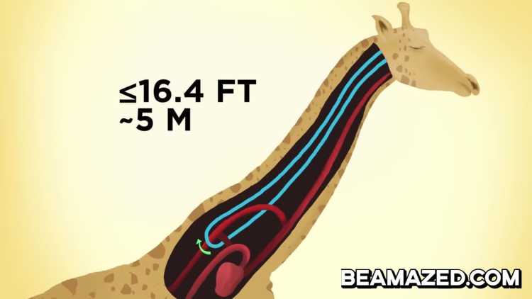 Laryngeal Nerve length giraffe 