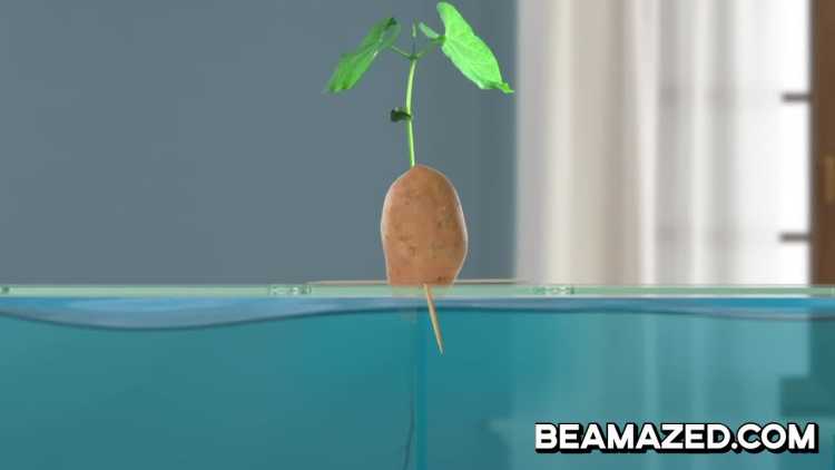 potato growing in fish tank