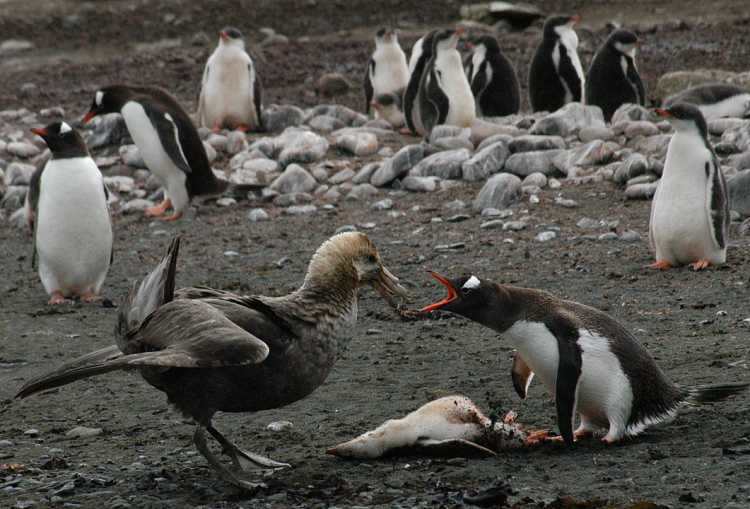 Most Dangerous Birds on Earth Southern Giant Petrel