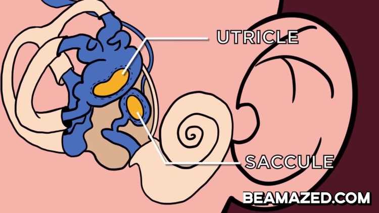 motion sickness saccule and the utricle