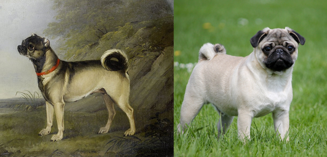 pug dog then and now