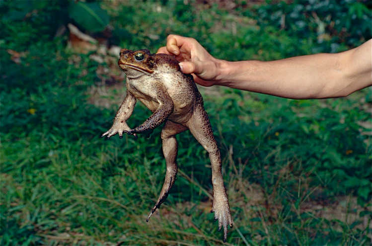 Cane Toad (Rhinella marina) adult female