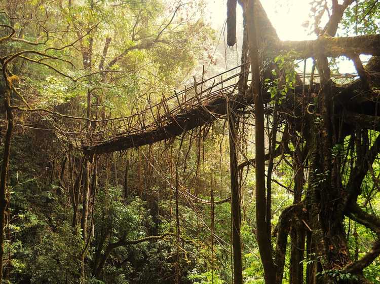 Incredible Bridges Living root bridges, India