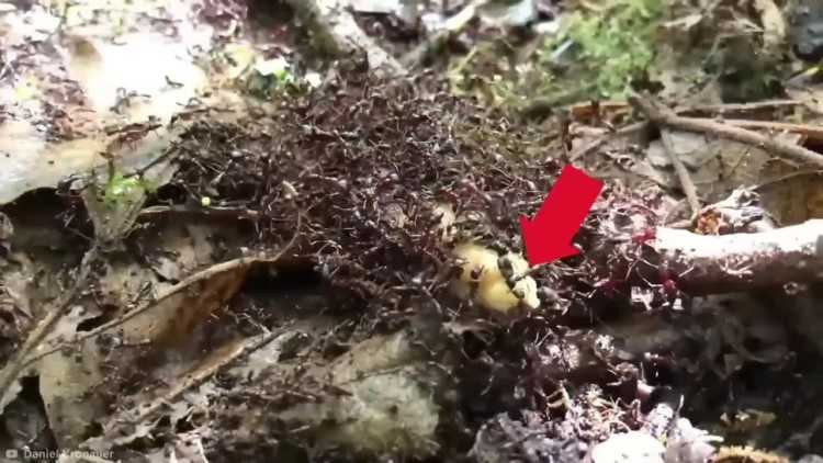 army ants eating slug