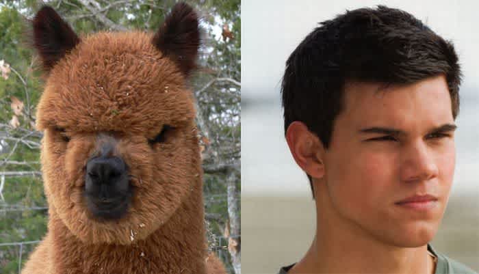 alpaca looks like Taylor Lautner 