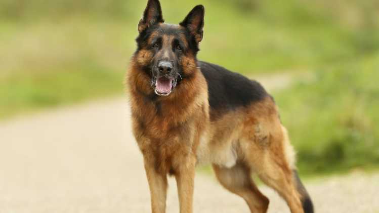 German Shepherd dog breed