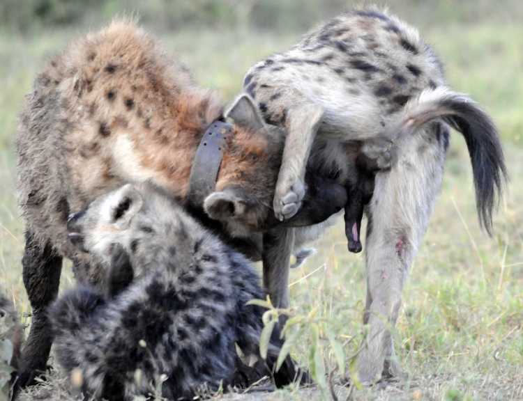 Female hyena genitals 