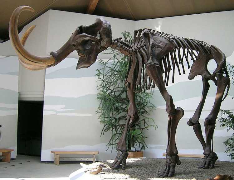 Farmer’s Mysterious Discovery Mammoth Skeleton