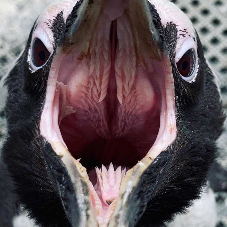 penguin tongue