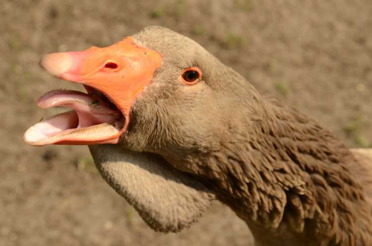 geese tongue