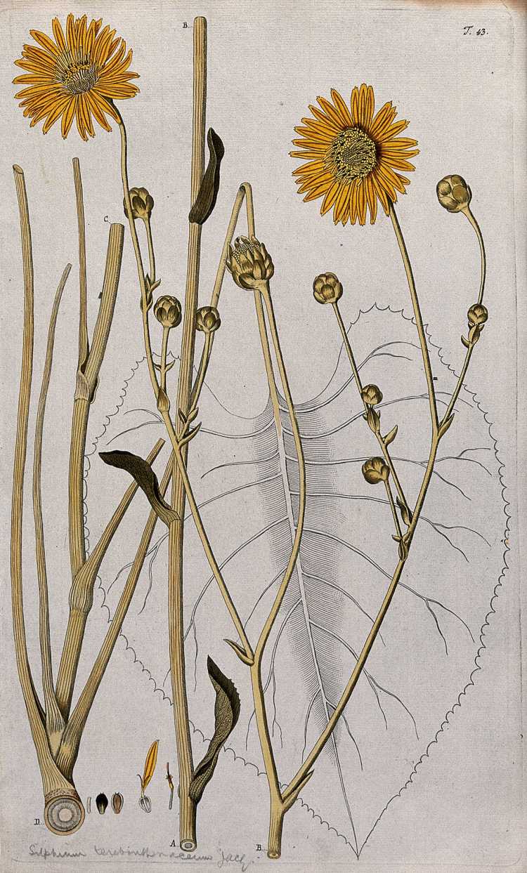 Prairie burdock Silphium terebirthinaceum