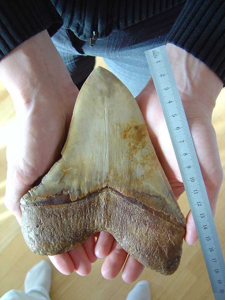 Megalodon Teeth fossil