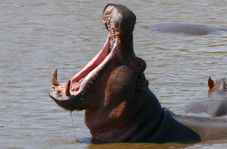 Hippo (Hippopotamus amphibius) (31034860102)