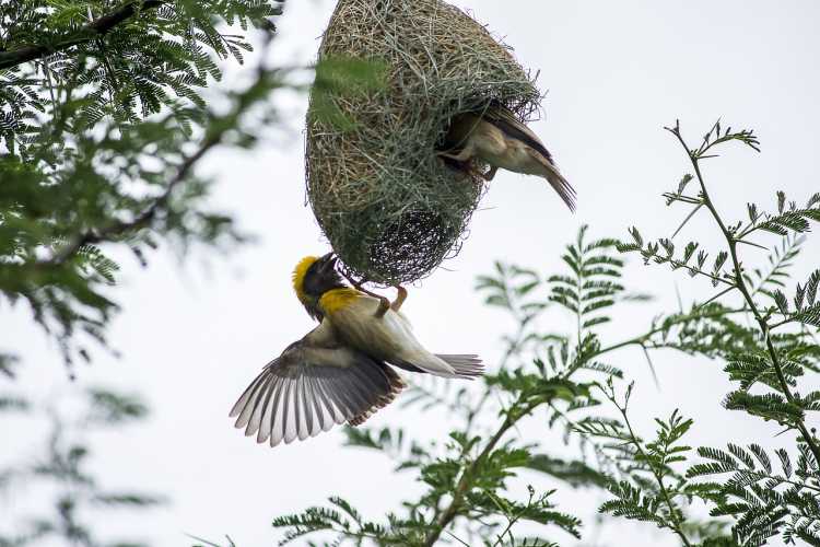 Baya Weaver bird nest partially complete attracting a mate