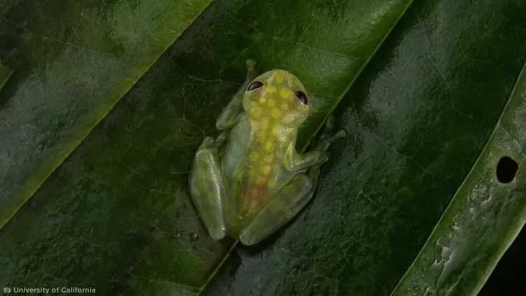 glass frog new species