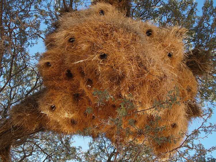 Sociable Weaver nest colony 
