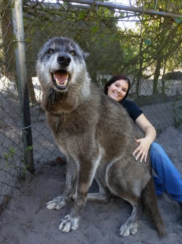 Shy Wolf Sanctuary Yuki wolfdog hybrid