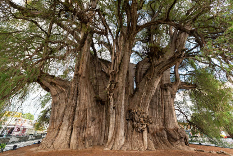 El Arbol del Tule Tree of Tule world's widest tree