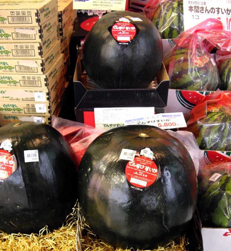 Densuke Black Watermelon expensive