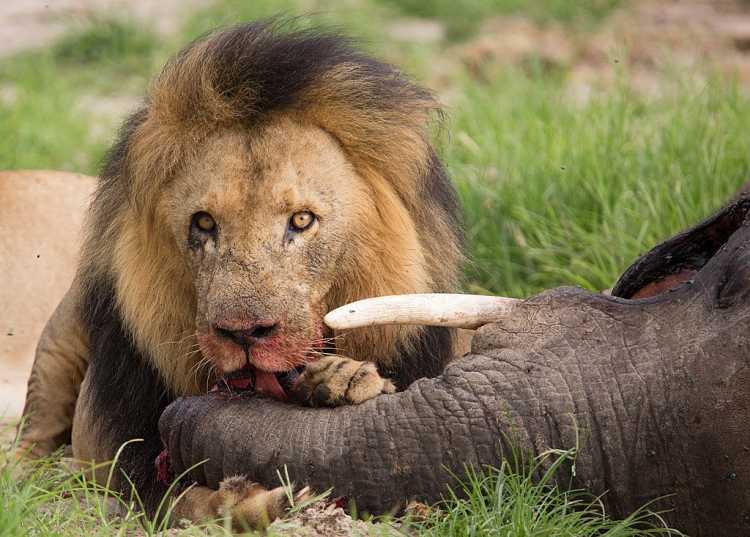 lion attacking elephant