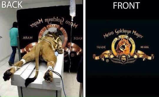 Fake Internet Photos hoaxes MGM Lion’s famous roar 