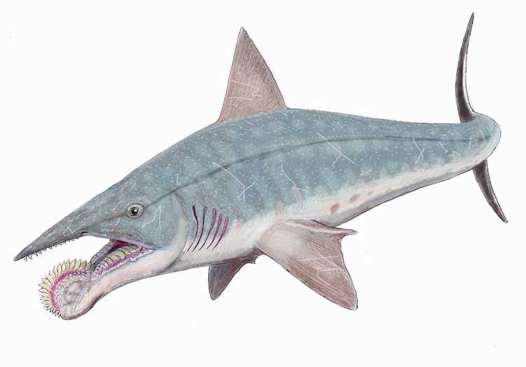 Helicoprion 2