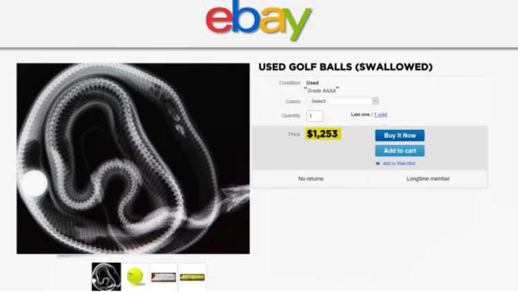 Golf Balls swallowed by python ebay listing