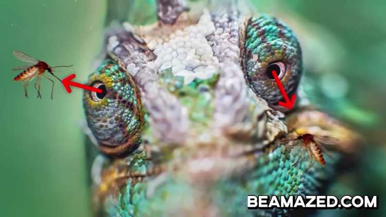 chameleon binocular vision