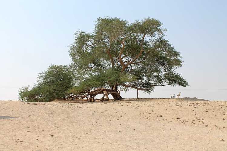 Tree of Life Shajarat-al-Hayat Bahrain