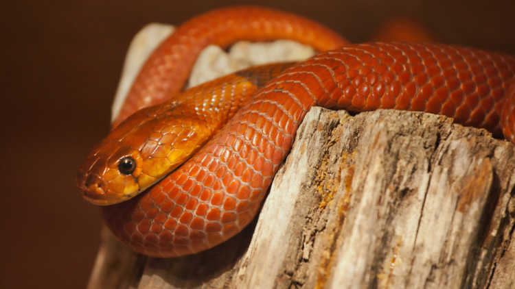 rare snake red spitting cobra 