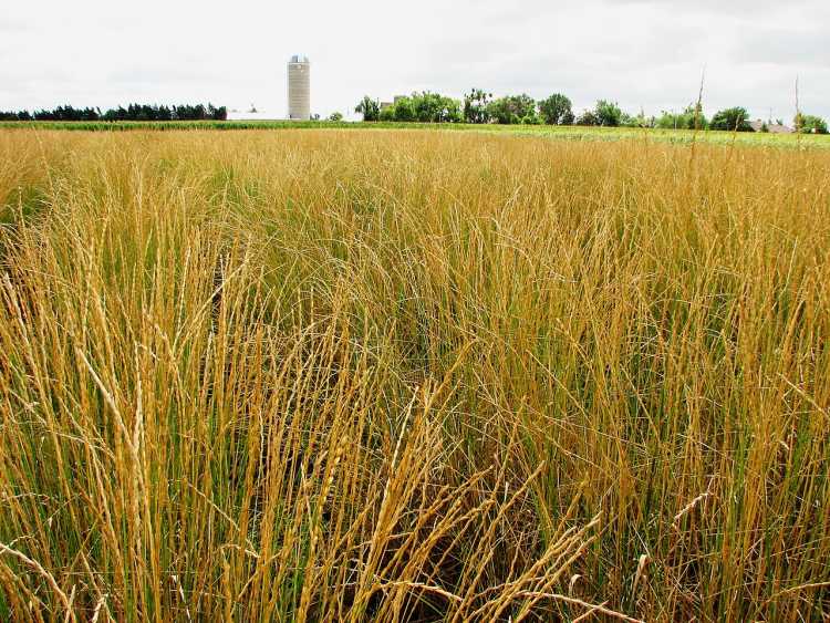wheatgrass Kernza