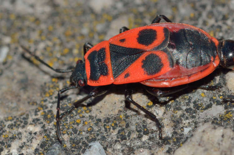 japanese red bugs