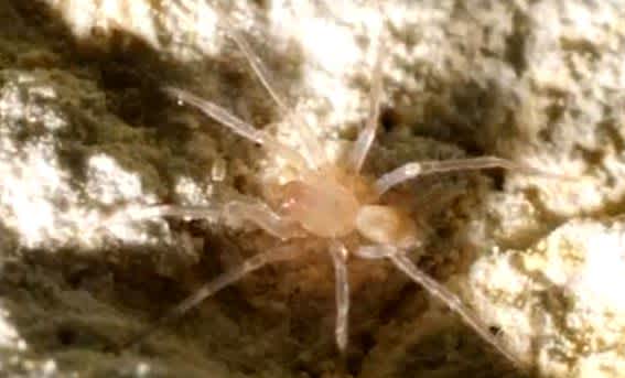 Amazing Discoveries Made By Construction Workers Expensive Arachnid